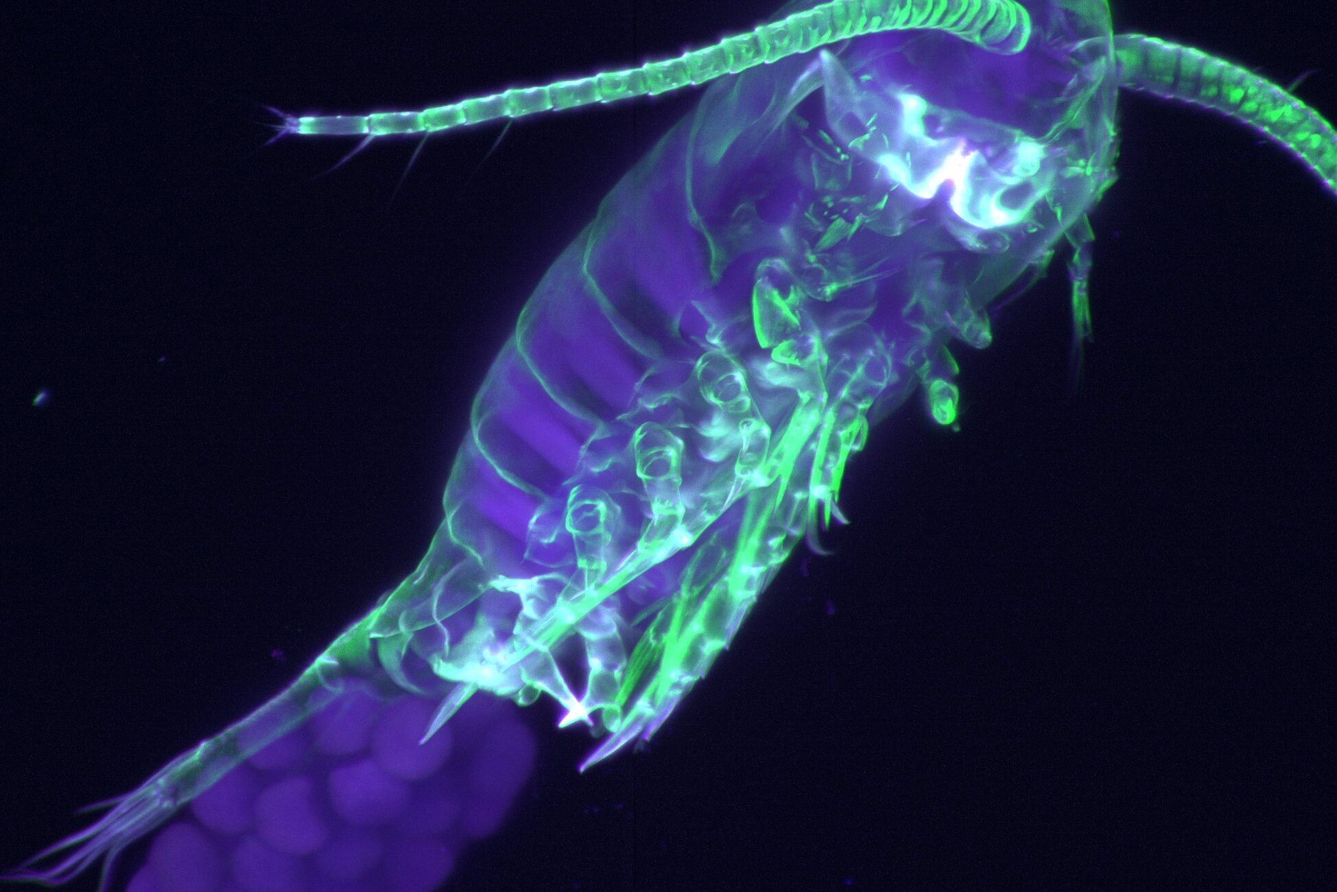 Copepode